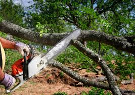 Best Stump Grinding and Removal  in Old Miakka, FL